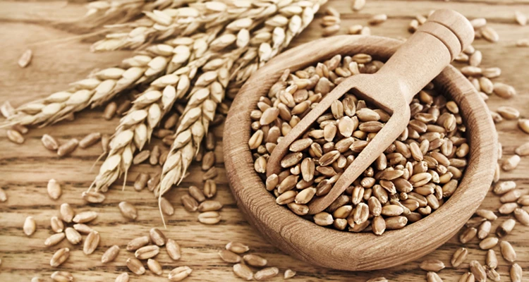 Einkorn – das Urgetreide mit Zukunft